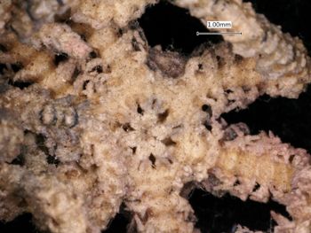 Media type: image; Invertebrate Zoology OPH-2492
